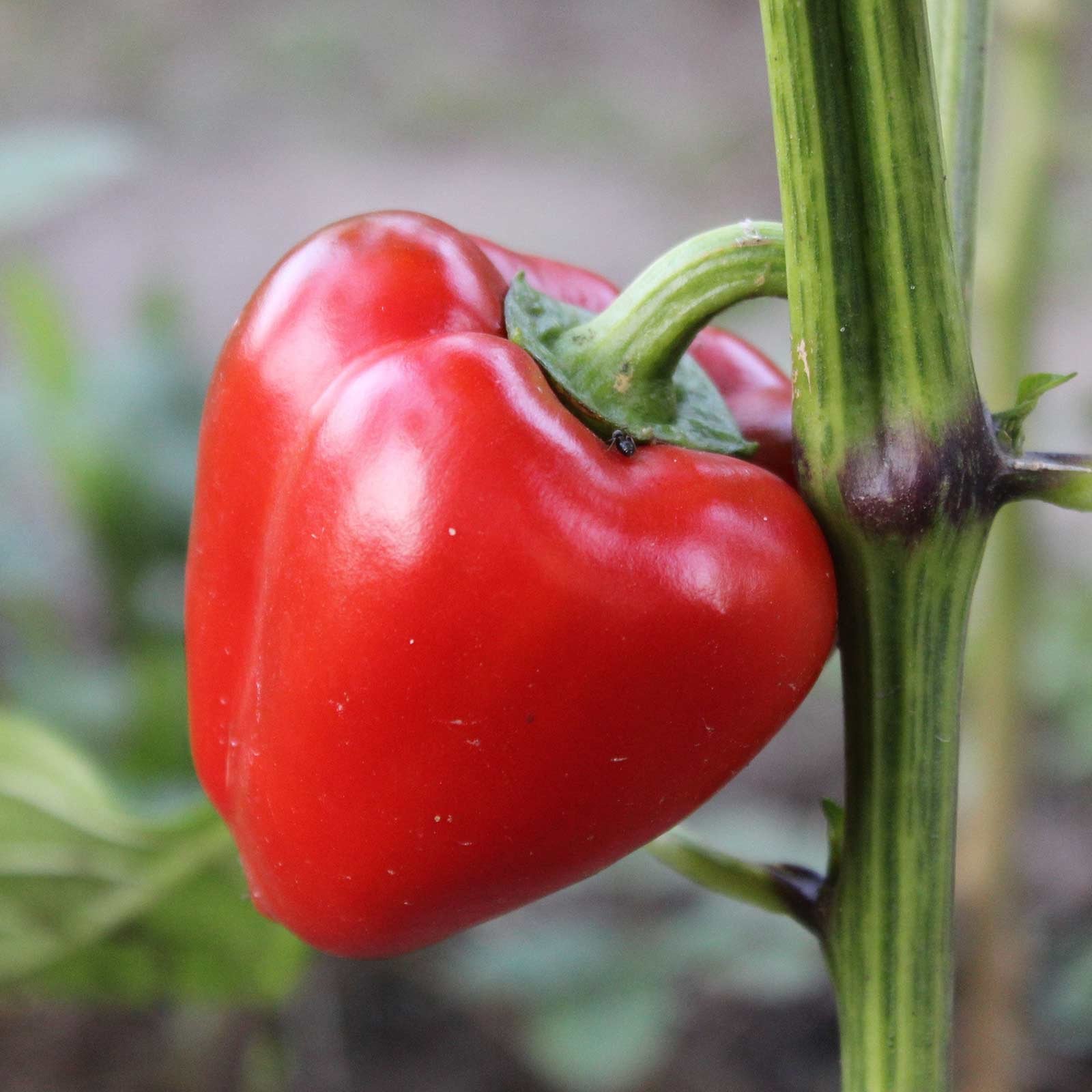 Mini Red Bell Pepper Capsicum Annuum Vegetable Seeds for Planting in Vertical Garden and Home Garden Spaces